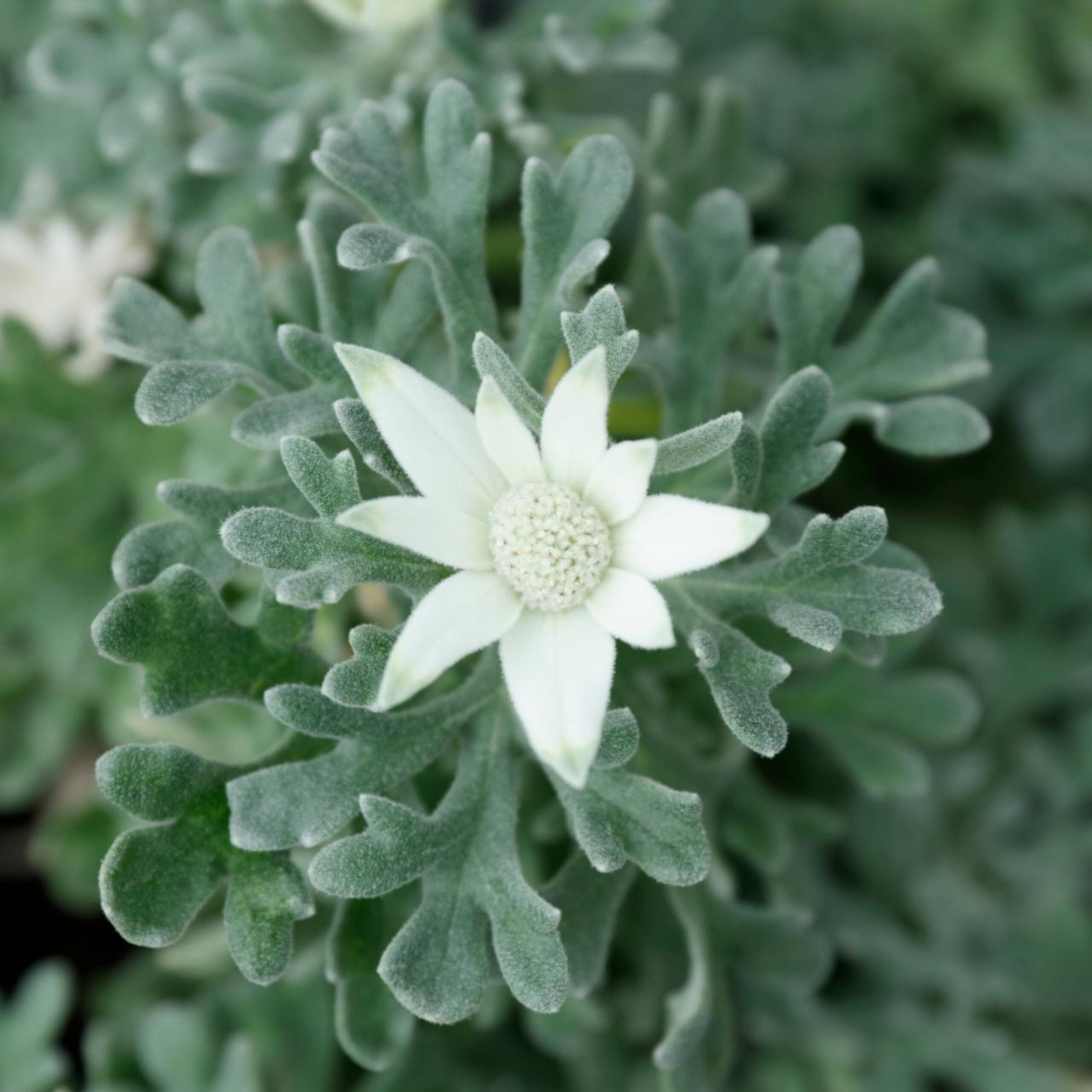 A soft flannel flower close-up, representing care, calm and inclusivity