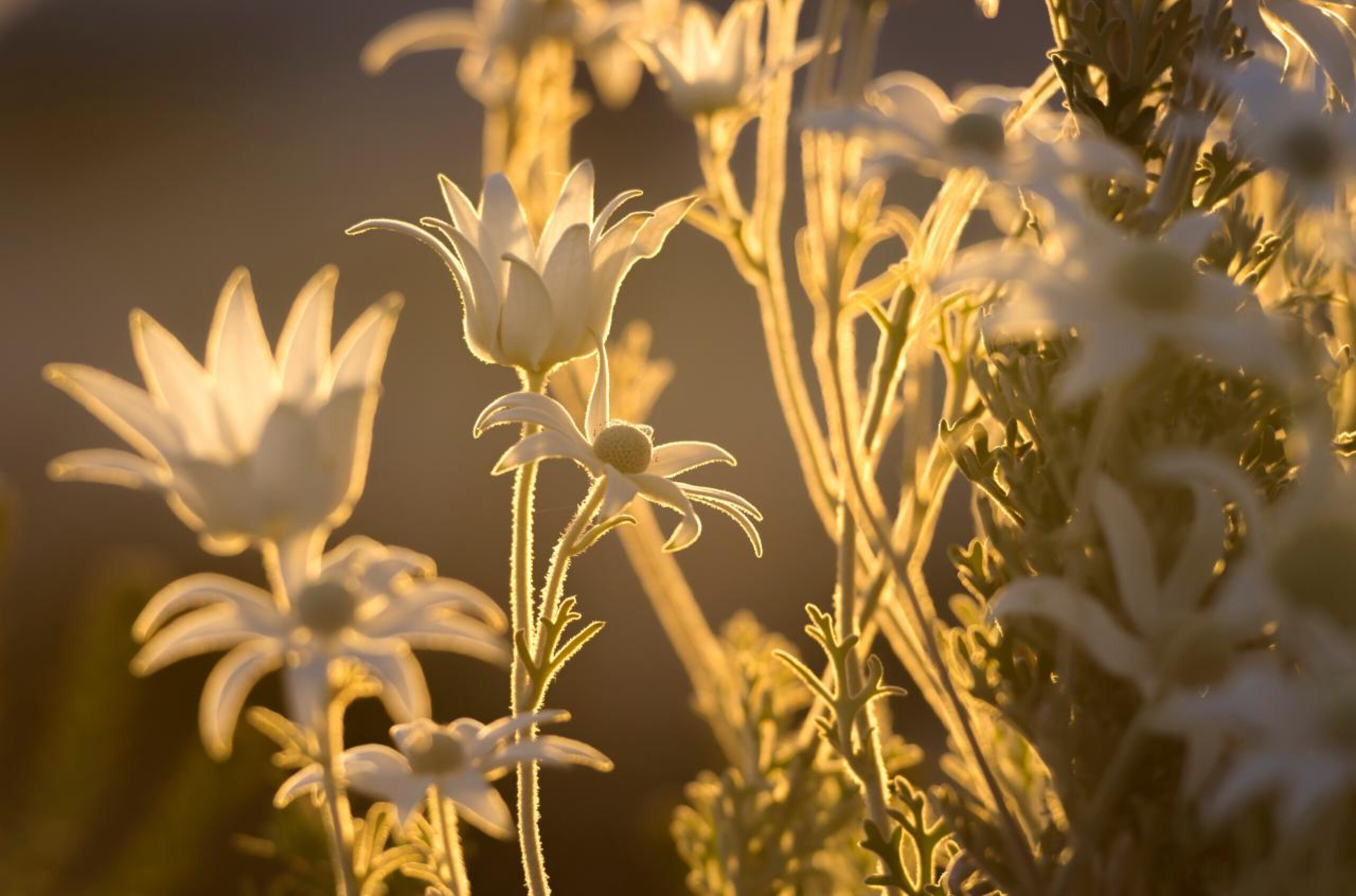 Flannel flowers in warm golden light, representing openness and affirmation in LGBTQ+ affirming therapy