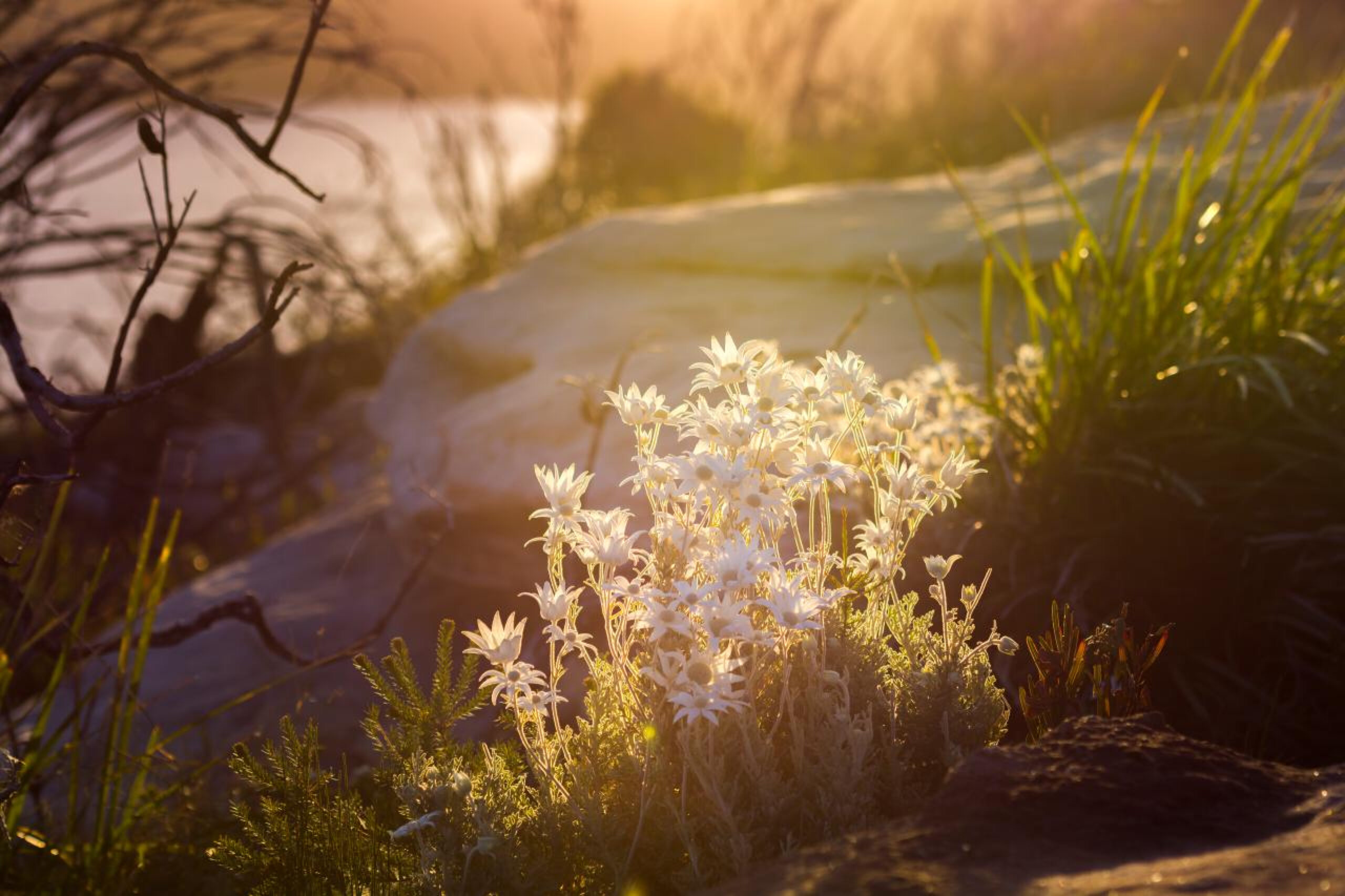 Flannel flowers glowing in golden sunset light, representing the warmth and energy people find in Gestalt therapy