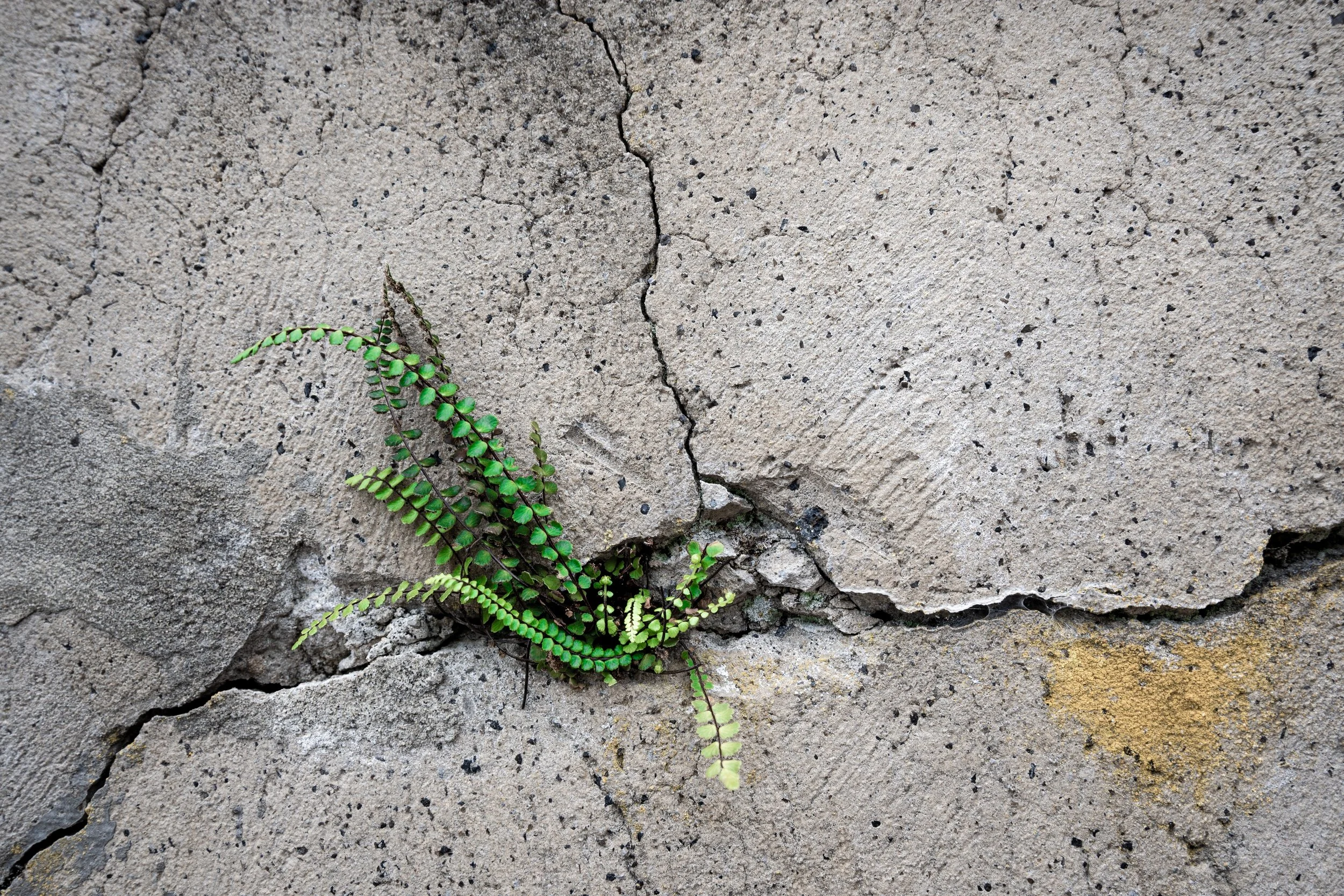 Plant growing through cracked concrete — resilience and growth through therapy