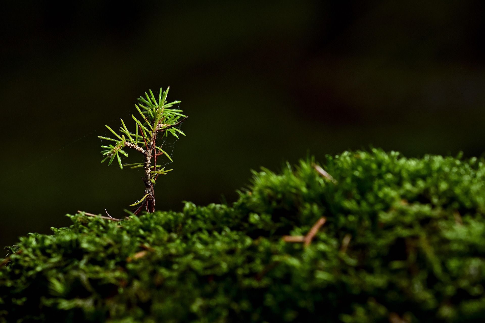 A small pine sapling growing from dense moss, representing growth and new awareness through Gestalt therapy