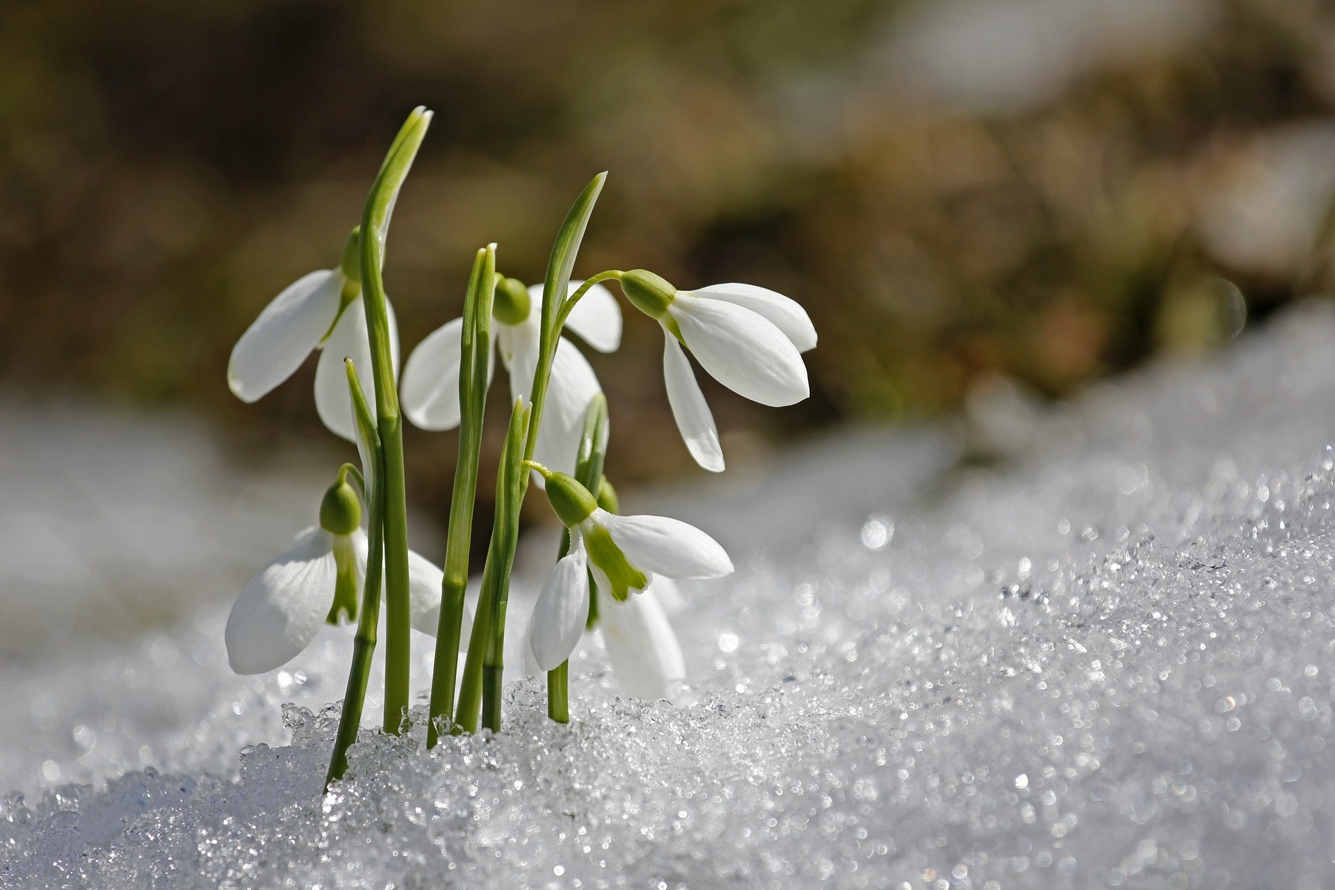 Snowdrops emerging through snow, representing tenderness and emergence in perinatal healing